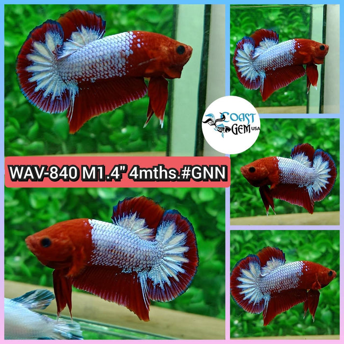 Live Betta Fish Male Plakat High Grade Red Galaxy (WAV-840) What you see is what you get!
