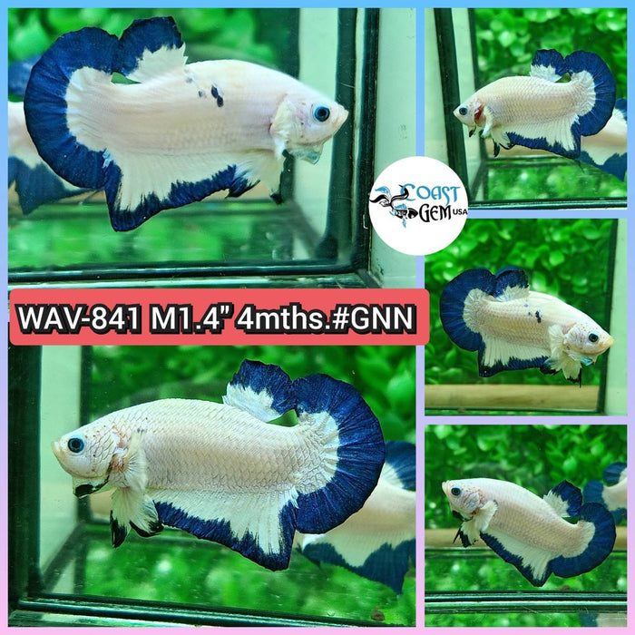 Live Betta Fish Male Plakat High Grade Blue Marble (WAV-841) What you see is what you get!