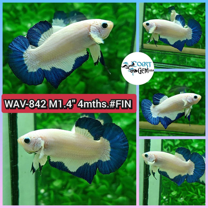 Live Betta Fish Male Plakat High Grade ฺBlue Marble (WAV-842) What you see is what you get!