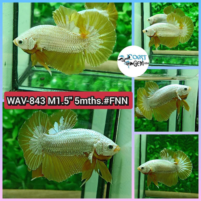 Live Betta Fish Male Plakat High Grade Yellow Golden (WAV-843) What you see is what you get!
