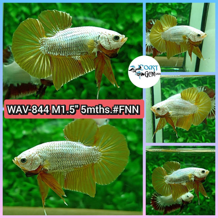 Live Betta Fish Male Plakat High Grade Yellow Golder (WAV-844) What you see is what you get!