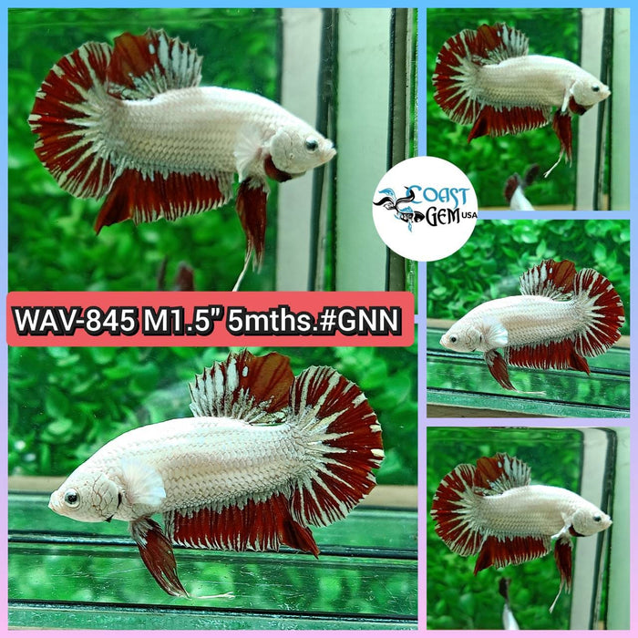 Live Betta Fish Male Plakat High Grade Red Dragon (WAV-845) What you see is what you get!