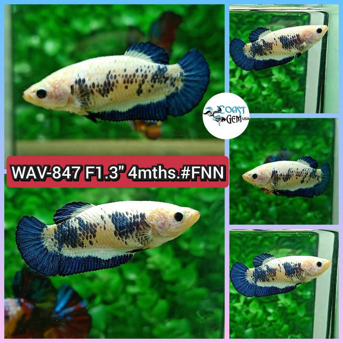 Live Betta Fish Female Plakat High Grade Blue Marble (WAV-847) What you see is what you get!