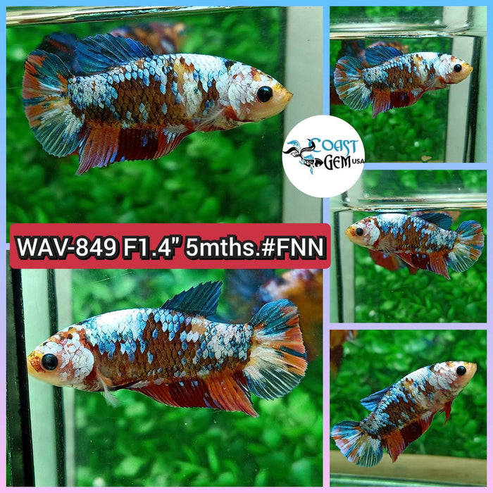 Live Betta Fish Female Plakat High Grade Fancy Copper (WAV-849) What you see is what you get!