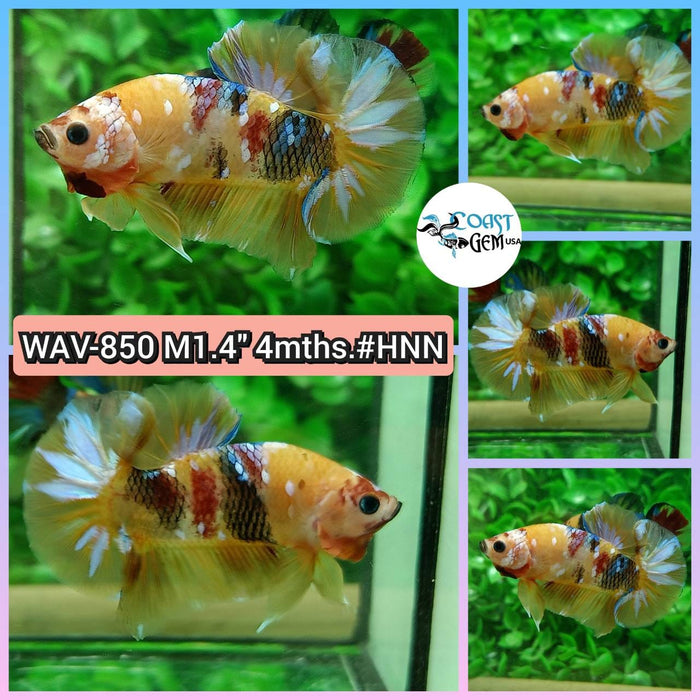 Live Betta Fish Male Plakat High Grade Galaxy Nemo (WAV-850) What you see is what you get!