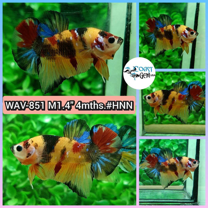 Live Betta Fish Male Plakat High Grade Galaxy Nemo (WAV-851) What you see is what you get!