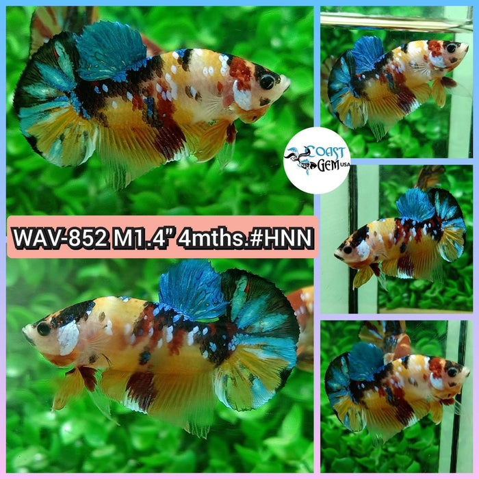 Live Betta Fish Male Plakat High Grade Galaxy Nemo (WAV-852) What you see is what you get!