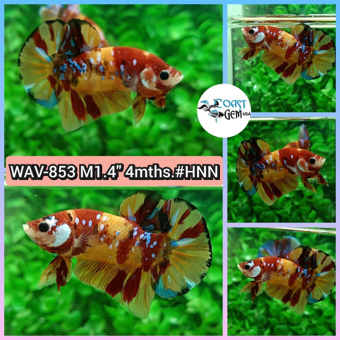 Live Betta Fish Male Plakat High Grade Galaxy Nemo (WAV-853) What you see is what you get!