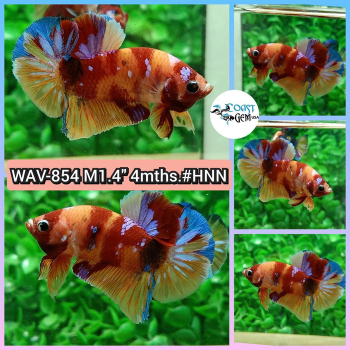 Live Betta Fish Male Plakat High Grade Galaxy Nemo (WAV-854) What you see is what you get!