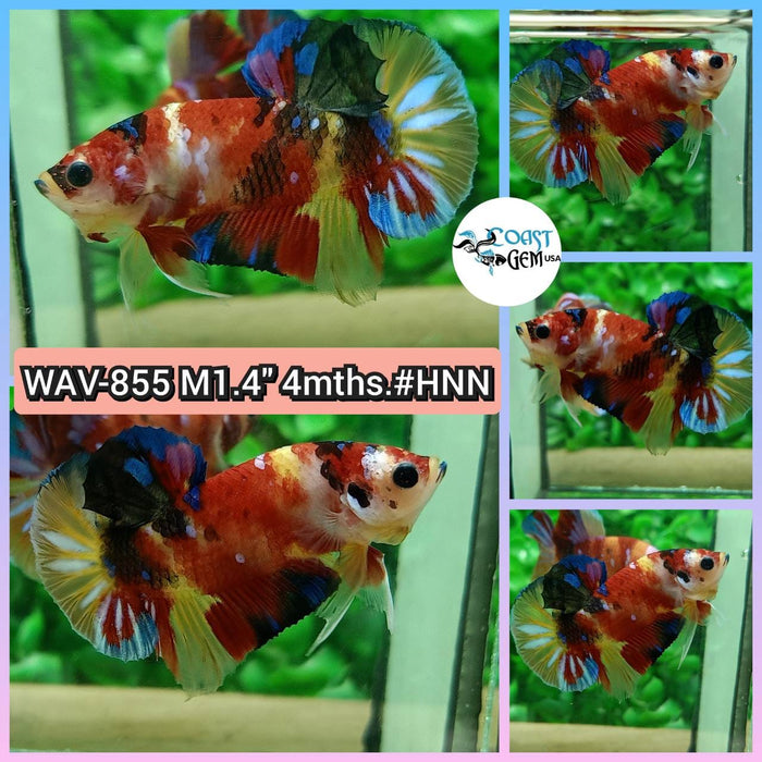Live Betta Fish Male Plakat High Grade Galaxy Nemo (WAV-855) What you see is what you get!