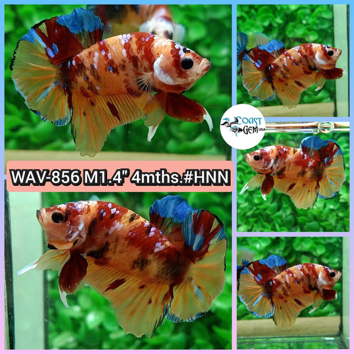 Live Betta Fish Male Plakat High Grade Galaxy Nemo (WAV-856) What you see is what you get!