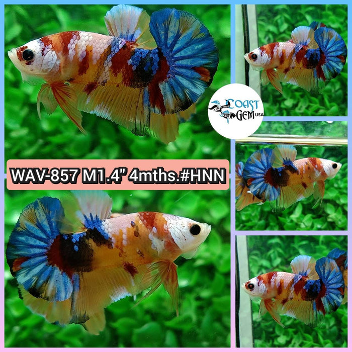 Live Betta Fish Male Plakat High Grade Galaxy Fancy (WAV-857) What you see is what you get!