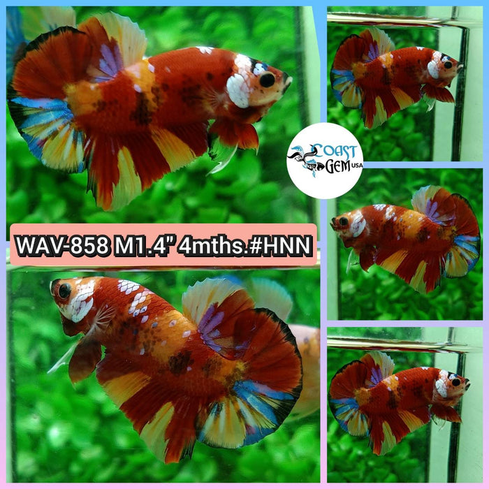 Live Betta Fish Male Plakat High Grade Galaxy Fancy (WAV-858) What you see is what you get!