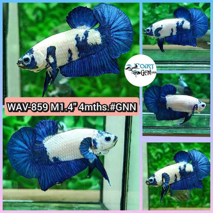 Live Betta Fish Male Plakat High Grade Blue Marble (WAV-859) What you see is what you get!