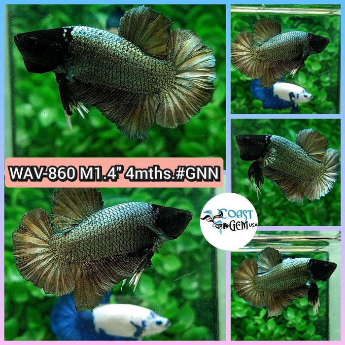 Live Betta Fish Male Plakat High Grade Black Golden (WAV-860) What you see is what you get!
