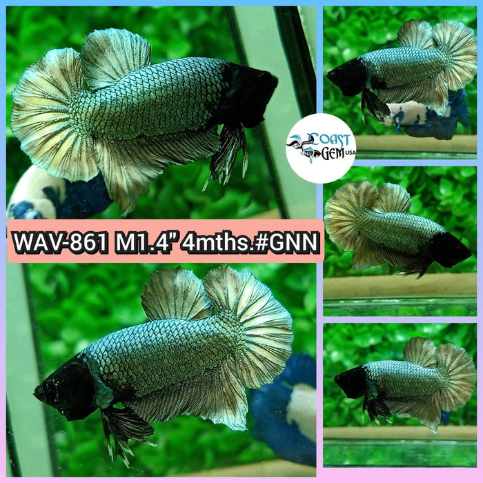Live Betta Fish Male Plakat High Grade Black Golden (WAV-861) What you see is what you get!