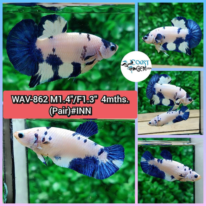 Live Betta Fish Pair Plakat High Grade Blue Marble WAV-862) What you see is what you get!