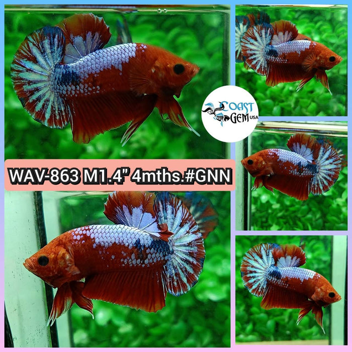 Live Betta Fish Male Plakat High Grade Red Galaxy (WAV-863) What you see is what you get!