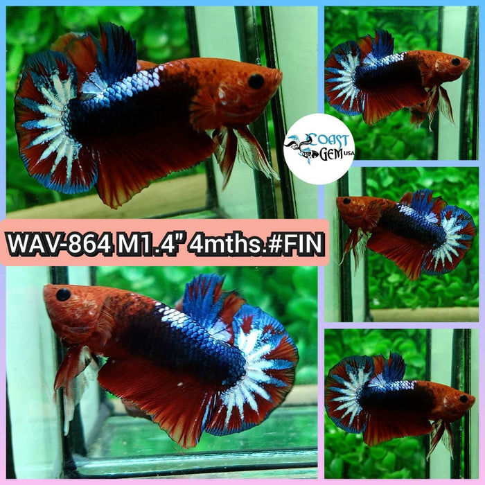 Live Betta Fish Male Plakat High Grade Red Galaxy (WAV-864) What you see is what you get!