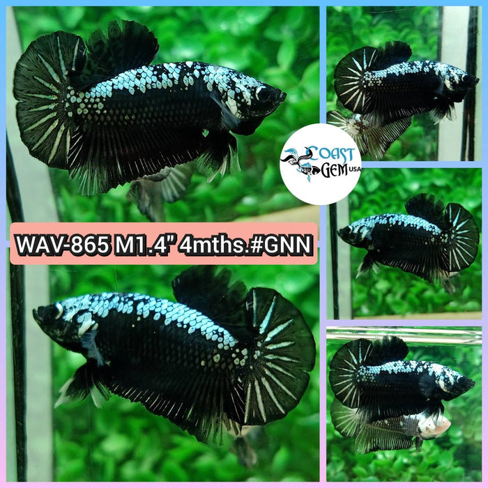 Live Betta Fish Male Plakat High Grade Black Light (WAV-865) What you see is what you get!