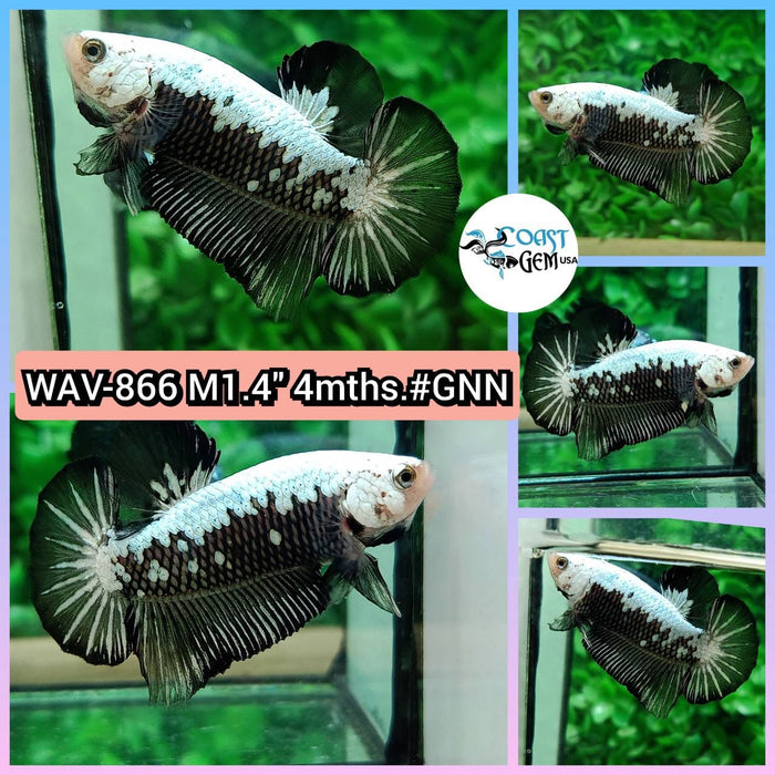 Live Betta Fish Male Plakat High Grade Black Samurai Pair (WAV-866) What you see is what you get!
