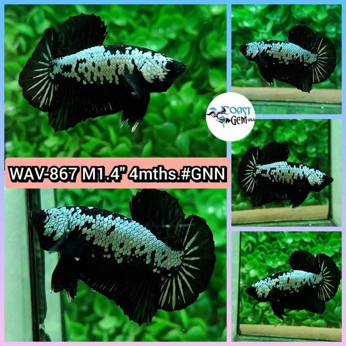 Live Betta Fish Male Plakat High Grade Black Samurai Pair (WAV-867) What you see is what you get!