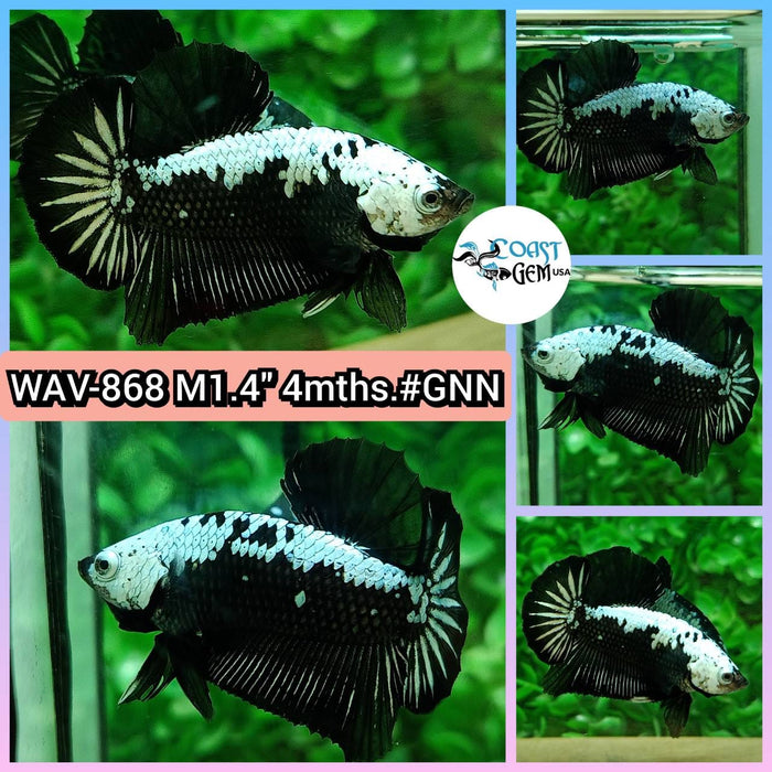 Live Betta Fish Male Plakat High Grade Black Samurai Pair (WAV-868) What you see is what you get!