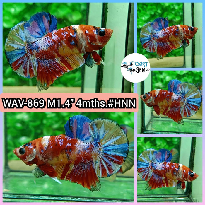 Live Betta Fish Male Plakat High Grade Fancy Candy (WAV-869) What you see is what you get!