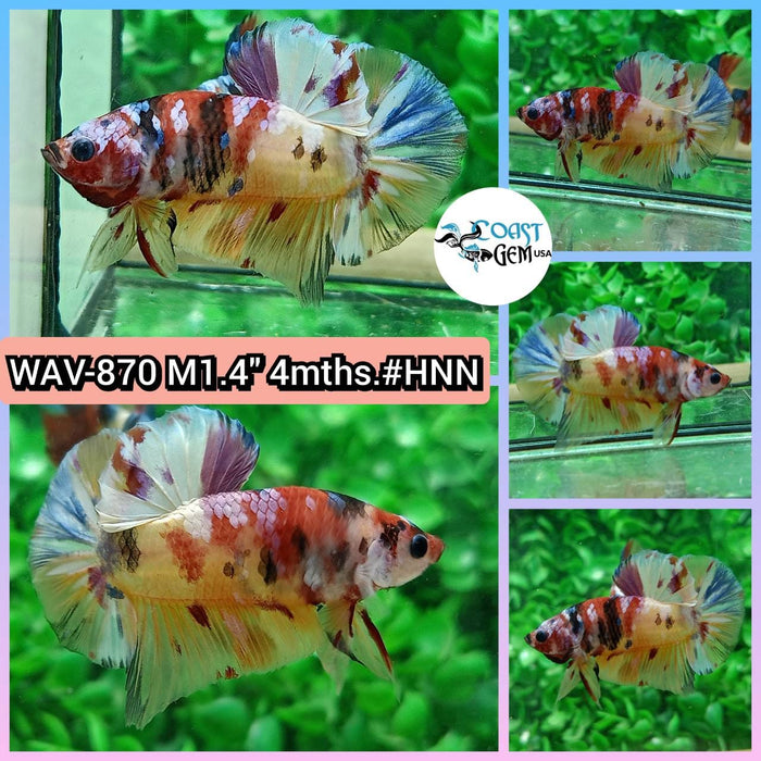 Live Betta Fish Male Plakat High Grade Nemo Fancy (WAV-870) What you see is what you get!