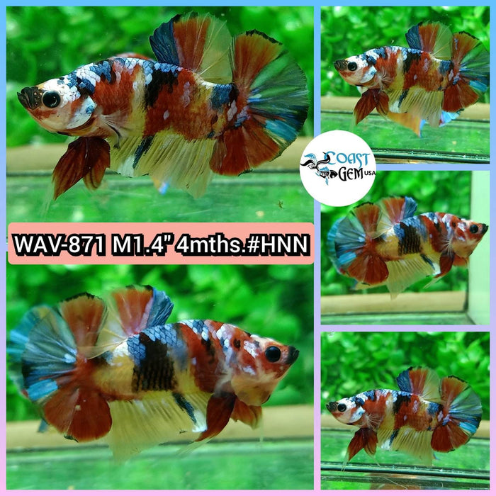 Live Betta Fish Male Plakat High Grade Galaxy Fancy (WAV-871) What you see is what you get!