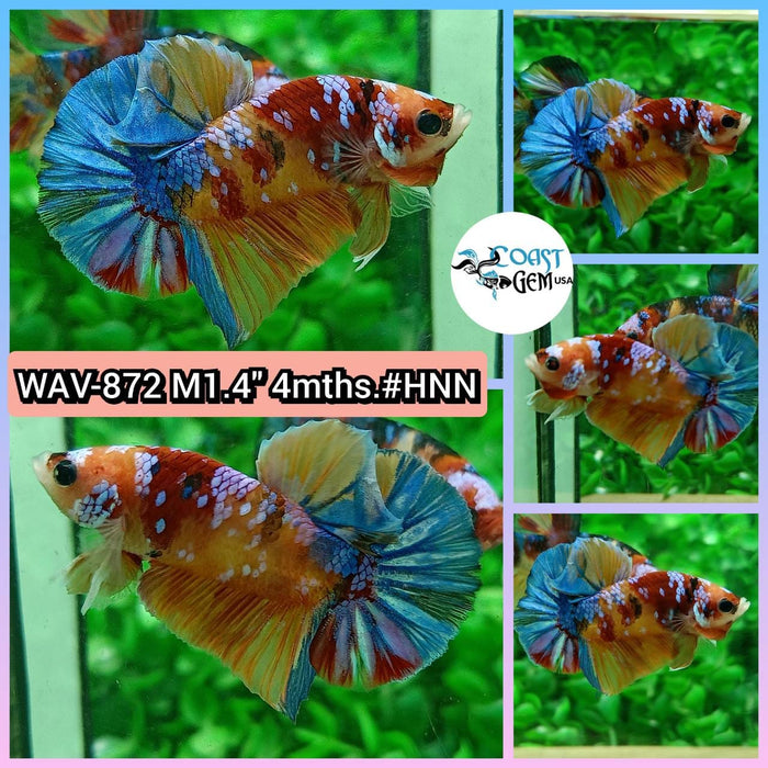 Live Betta Fish Male Plakat High Grade Fancy Candy (WAV-872) What you see is what you get!