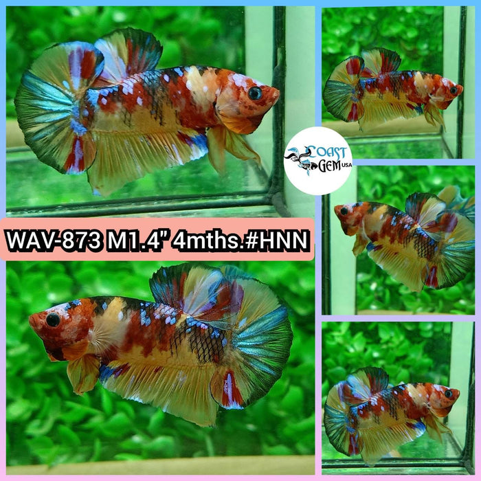 Live Betta Fish Male Plakat High Grade Fancy Candy (WAV-873) What you see is what you get!