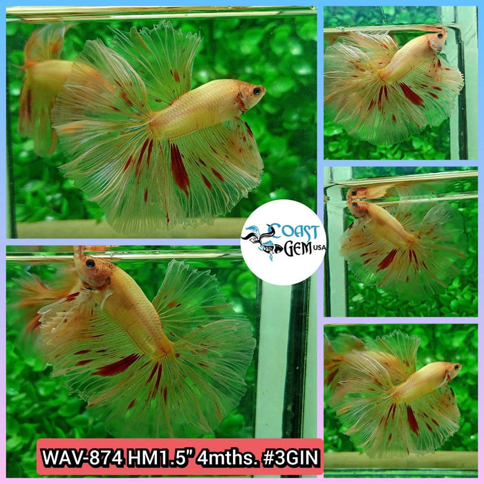 Live Betta Fish Male High Grade Halfmoon Armageddon (WAV-874) What you see is what you get!