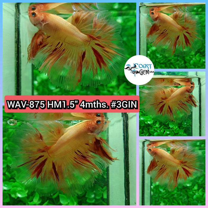 Live Betta Fish Male High Grade Halfmoon Armageddon (WAV-875) What you see is what you get!