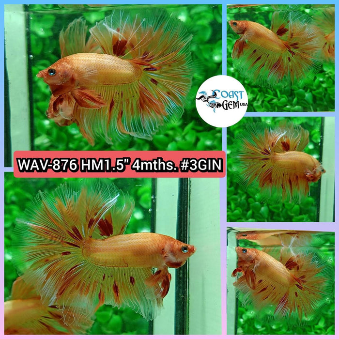 Live Betta Fish Male High Grade Halfmoon Armageddon (WAV-876) What you see is what you get!