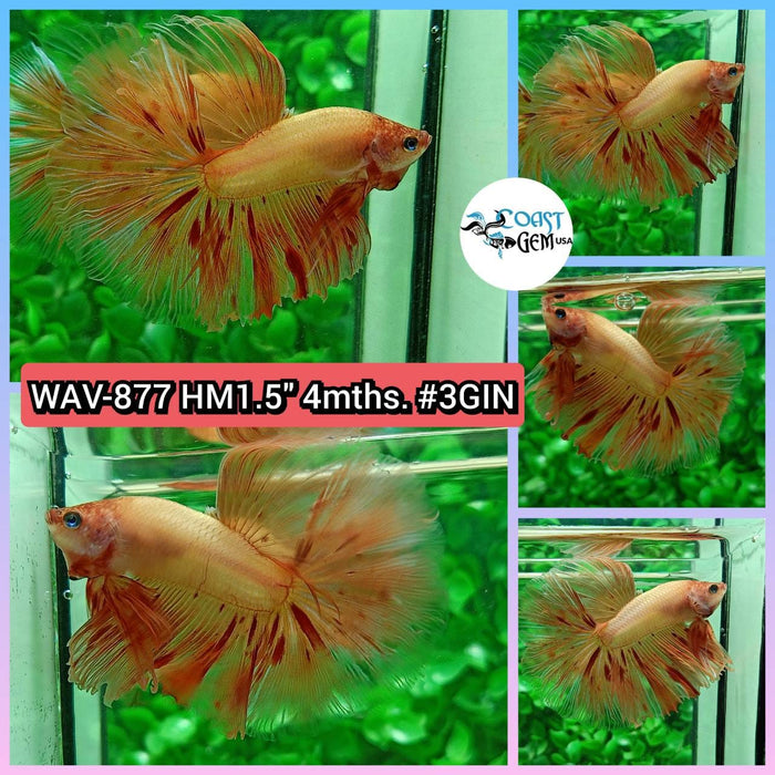 Live Betta Fish Male High Grade Halfmoon Armageddon (WAV-877) What you see is what you get!