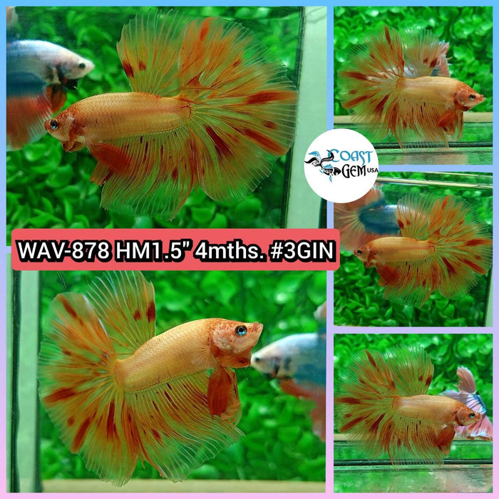 Live Betta Fish Male High Grade Halfmoon Armageddon (WAV-878) What you see is what you get!