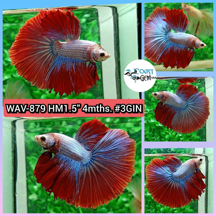 Live Betta Male High Grade Over Halfmoon Rosetail Skyhawk Red Dragon (WAV-879) What you see is what you get!