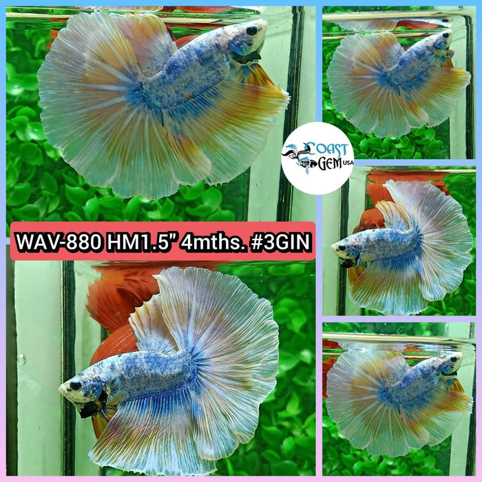 Live Betta Male High Grade Over Halfmoon Rosetail Skyhawk Blue Marble (WAV-880) What you see is what you get!