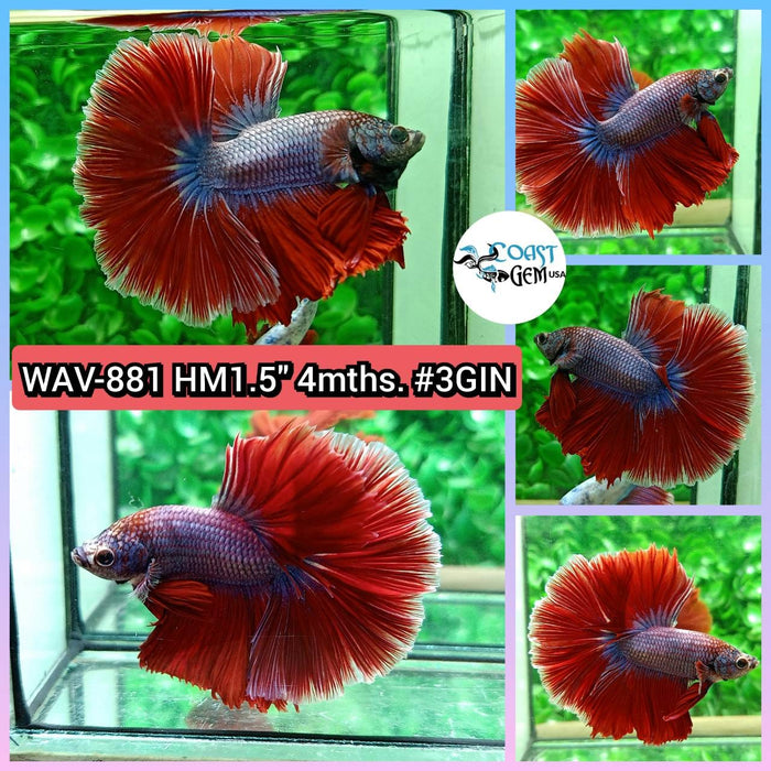 Live Betta Male High Grade Over Halfmoon Rosetail Skyhawk Red Fancy (WAV-881) What you see is what you get!