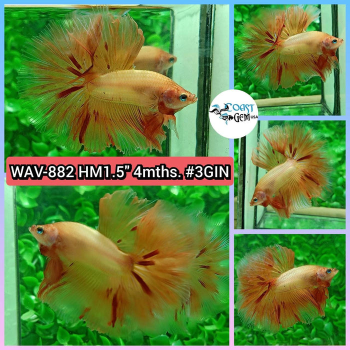 Live Betta Fish Male High Grade Halfmoon Armageddon (WAV-882) What you see is what you get!
