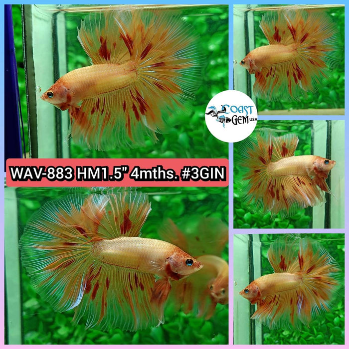 Live Betta Fish Male High Grade Halfmoon Armageddon (WAV-883) What you see is what you get!