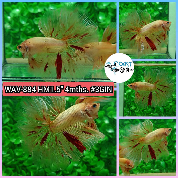 Live Betta Fish Male High Grade Halfmoon Armageddon (WAV-884) What you see is what you get!