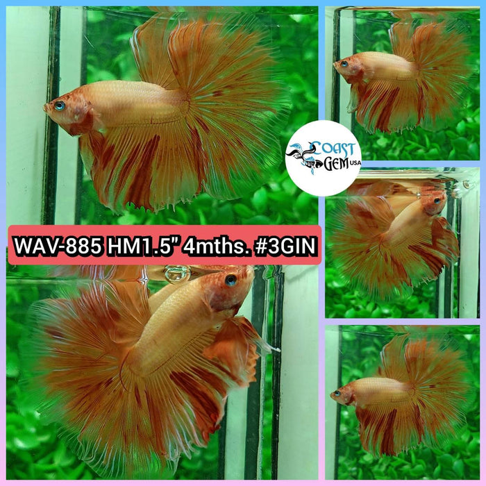 Live Betta Fish Male High Grade Halfmoon Armageddon (WAV-885) What you see is what you get!