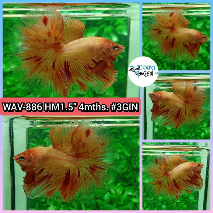 Live Betta Fish Male High Grade Halfmoon Armageddon (WAV-886) What you see is what you get!