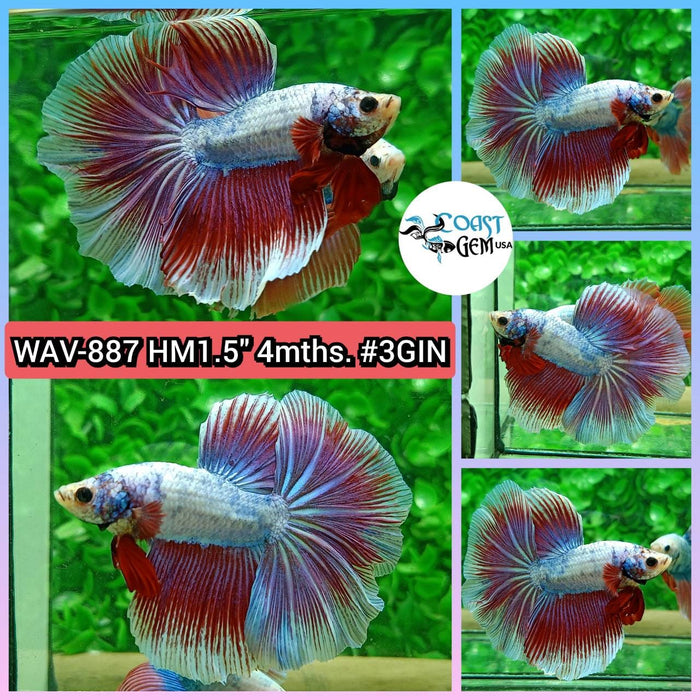 Live Betta Male High Grade Over Halfmoon Rosetail Skyhawk Red Candy Fancy (WAV-887) What you see is what you get!