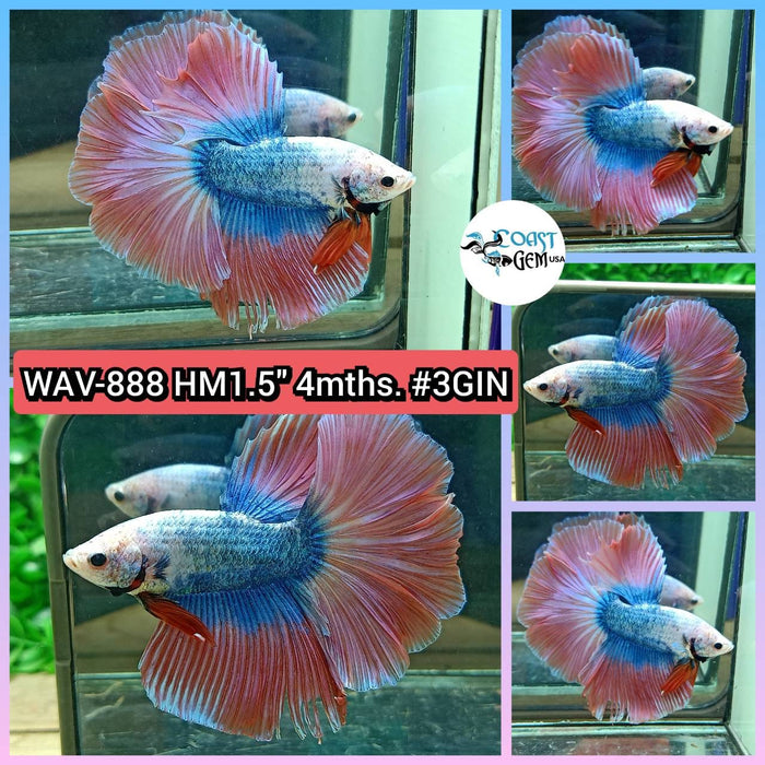 Live Betta Male High Grade Over Halfmoon Rosetail Skyhawk Candy Fancy (WAV-888) What you see is what you get!