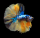 Show Grade Fancy Yellow Koi Marble Skyhawk Betta Male