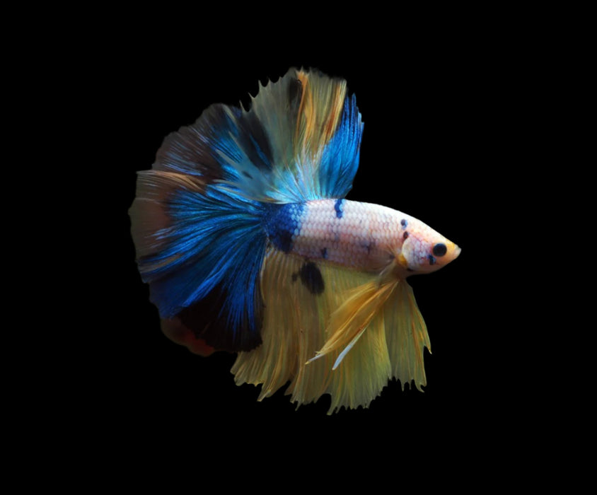 yellow koi skyhawk male betta