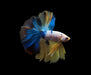 yellow koi skyhawk male betta